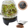 Germinador em frasco Twist-off com sementes de rabanete - 3 