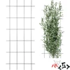 Suporte para plantas – treliça de jardim 150 x 60 cm - 8 