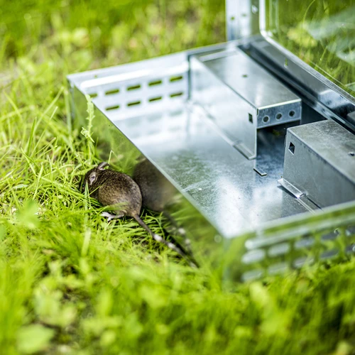 Armadilha metálica para ratos — de captura viva - 10
