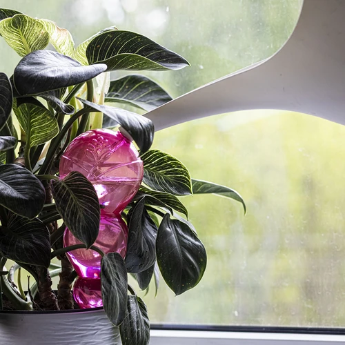 Bola de rega tripla (três câmaras), transparente cor-de-rosa, 600 ml - 6