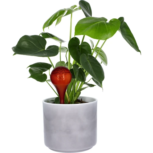 Bolas de rega para plantas, em âmbar transparente, 400 ml, 4 unidades - 6