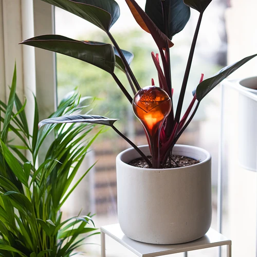 Bolas de rega para plantas, em âmbar transparente, 400 ml, 4 unidades - 8