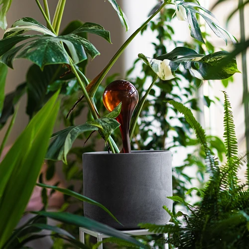 Bolas de rega para plantas, em âmbar transparente, 400 ml, 4 unidades - 9