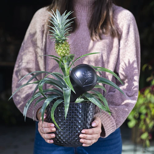 Bolas de rega para plantas, pretas mate, 400 ml, 2 unidades - 11