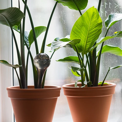 Bolas de rega para plantas, pretas transparentes, 400 ml, 4 unidades - 8