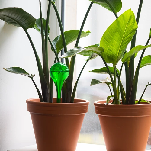 Bolas de rega para plantas, verdes transparentes, 400 ml, 4 un. - 8