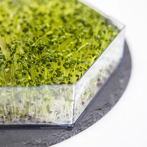 Germinador de vários níveis Niezłe Ziółko com sementes de rabanete - 12