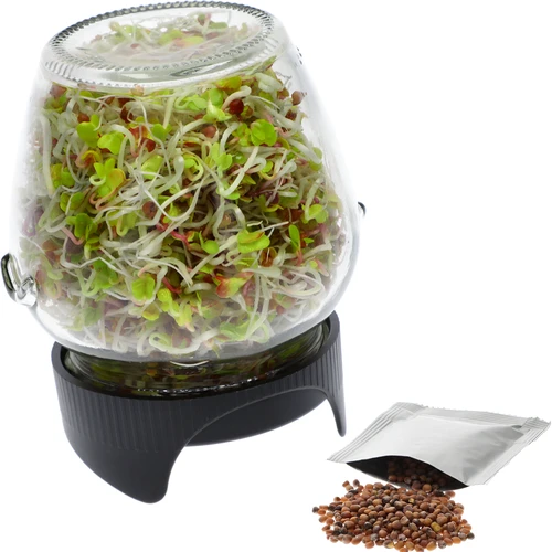 Germinador em frasco Twist-off com sementes de rabanete - 2