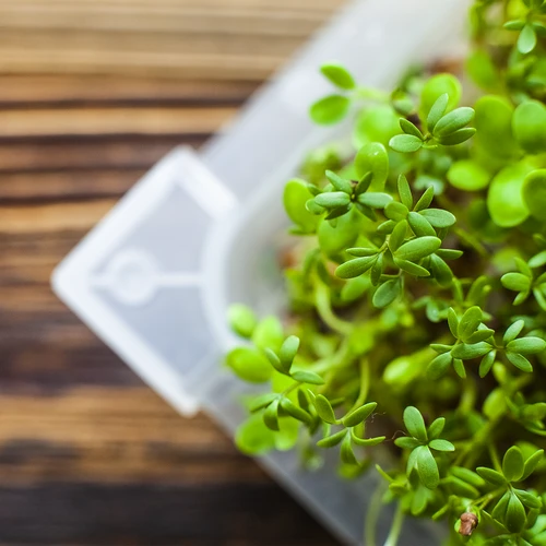 Germinador Zielona Czuprynka com sementes de rabanete - 17