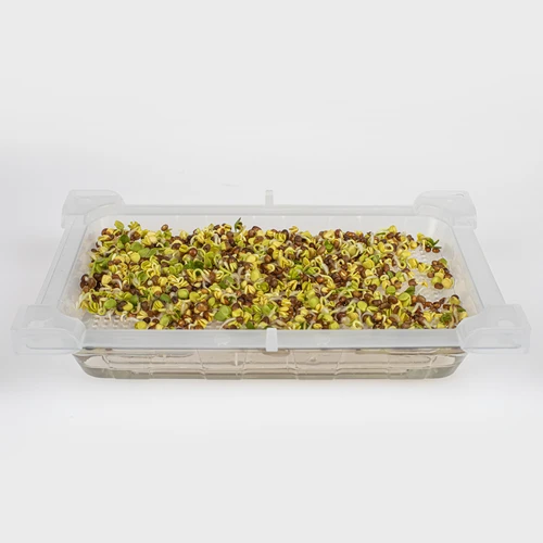 Germinador Zielona Czuprynka com sementes de rabanete - 9