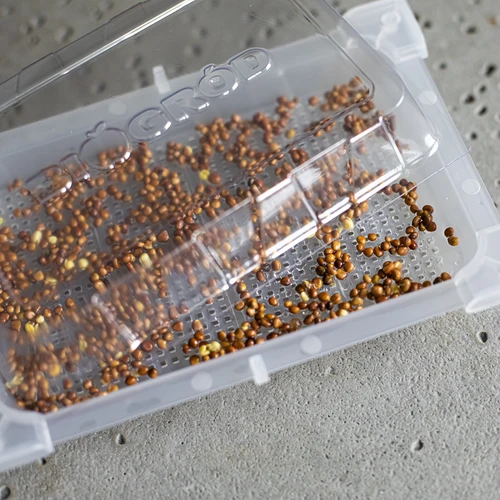 Germinador Zielona Czuprynka com sementes de rabanete - 7