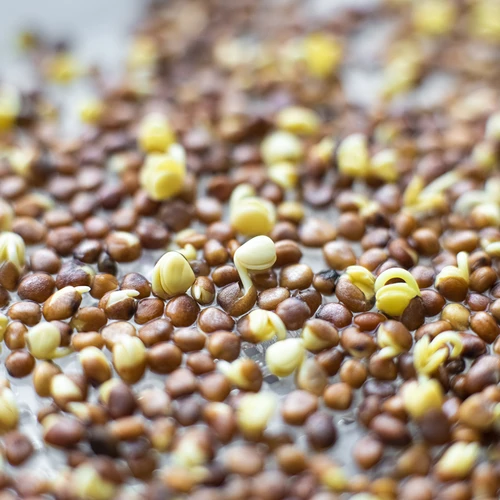 Germinador Zielona Czuprynka com sementes de rabanete - 8