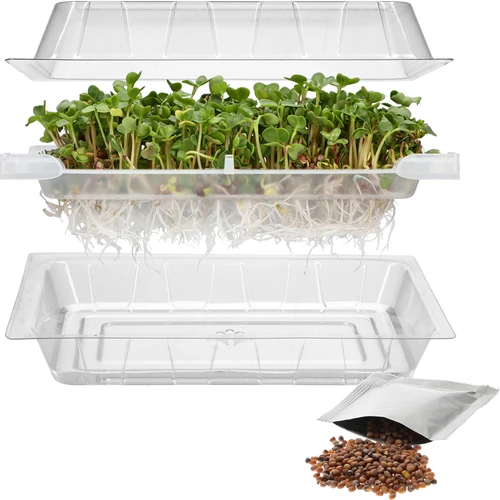 Germinador Zielona Czuprynka com sementes de rabanete