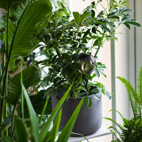 Globos de rega para plantas, pretos translúcidos, 400 ml, 2 unid. - 10