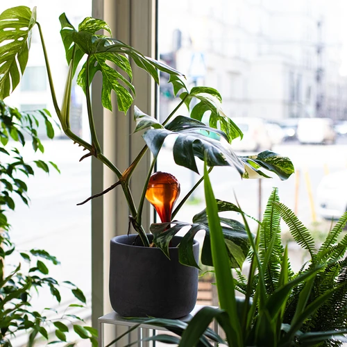 Globos de rega para plantas, transparentes âmbar, 400 ml, 2 unid. - 11