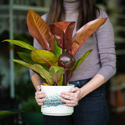 Globos de rega para plantas, transparentes âmbar, 400 ml, 2 unid. - 12
