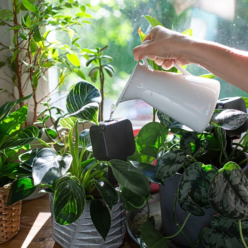 Irrigador para plantas – placa de ardósia preta com estaca de cerâmica, 200 ml - 7