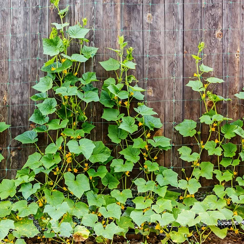 Rede para plantas trepadeiras: 2 x 20 m - 5