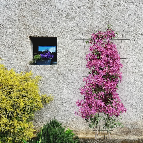 Suporte para plantas – treliça (150 cm x 75 cm), 2 unidades - 4
